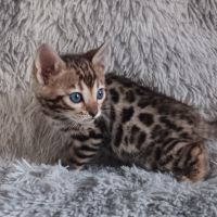 Chaton bengal #6