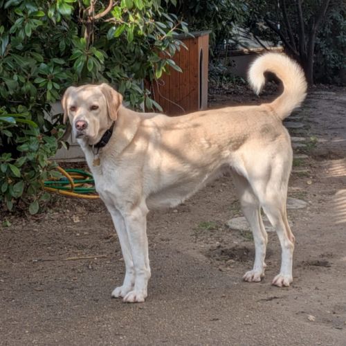 Chien de garde territorial de race mixte anatolien #0