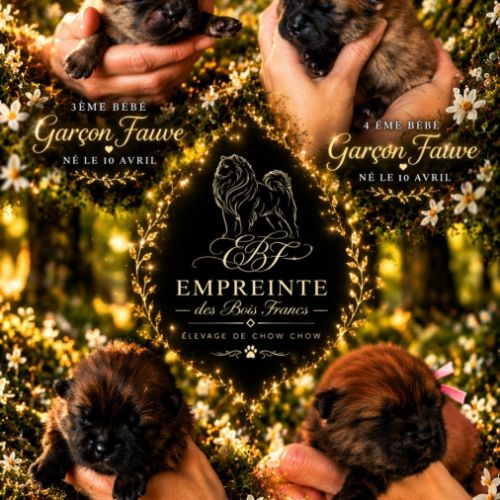 Chow chow – portée unique 2026 🐾 #1