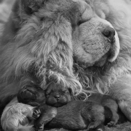 Chow chow – portée unique 2026 🐾 #4