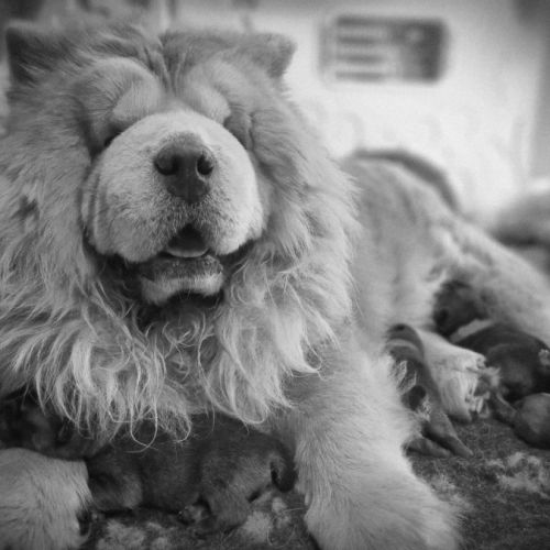 Chow chow – portée unique 2026 🐾 #5