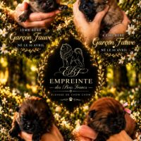 Chow chow – portée unique 2026 🐾 #1