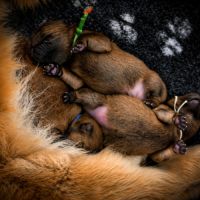 Chow chow – portée unique 2026 🐾 #2