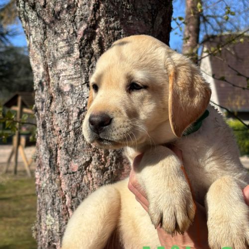 Chiots labradors lof, lignée beauté #1