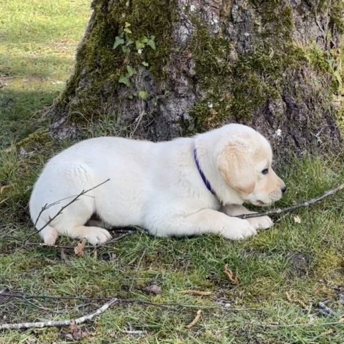 Chiots labradors lof, lignée beauté #3
