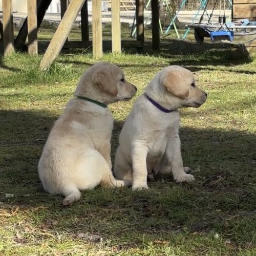 Chiots labradors lof, lignée beauté #6