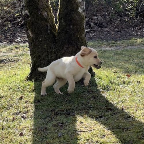 Chiots labradors lof, lignée beauté #7