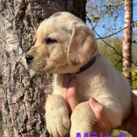 Chiots labradors lof, lignée beauté #2