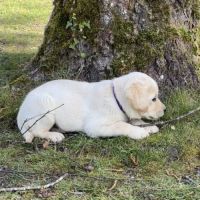 Chiots labradors lof, lignée beauté #3