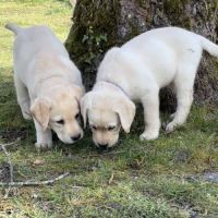 Chiots labradors lof, lignée beauté #4
