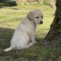 Chiots labradors lof, lignée beauté #0