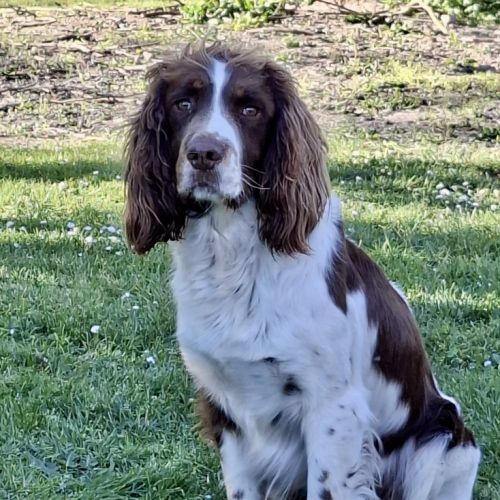 Chiots springer spaniel lof à réserver #1