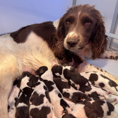 Chiots springer spaniel lof à réserver #2