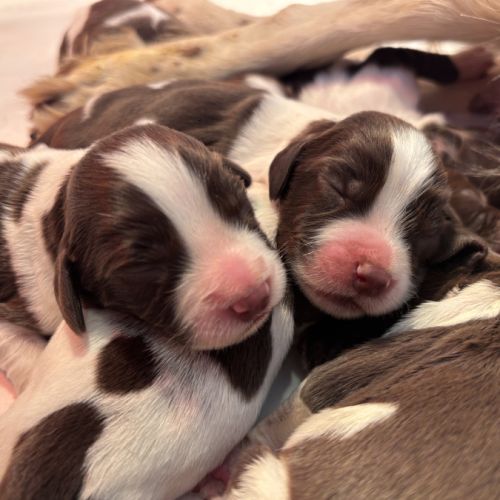 Chiots springer spaniel lof à réserver #0