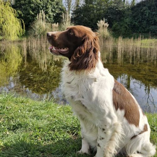 Chiots springer spaniel lof à réserver #5