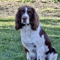 Chiots springer spaniel lof à réserver #1