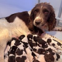 Chiots springer spaniel lof à réserver #2