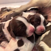 Chiots springer spaniel lof à réserver #3