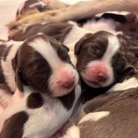 Chiots springer spaniel lof à réserver #0