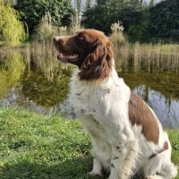 Chiots springer spaniel lof à réserver #5
