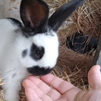 Lapereaux géant papillon français pur race #0