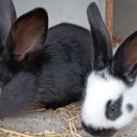 Lapereaux géant papillon français pur race #2