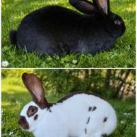 Lapereaux géant papillon français pur race #3