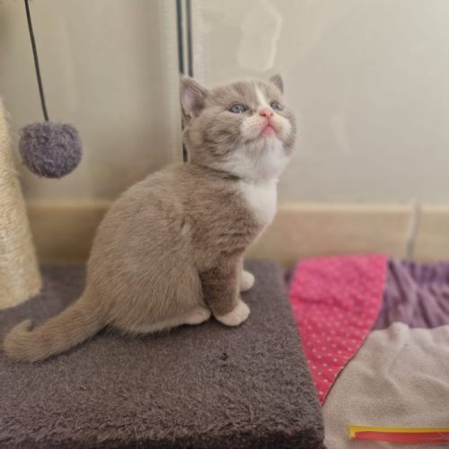 Chatons scottish straight #1