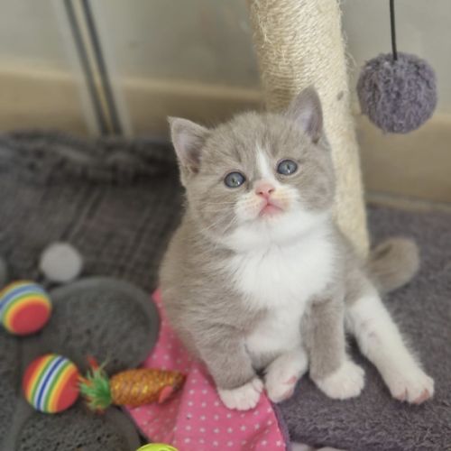 Chatons scottish straight