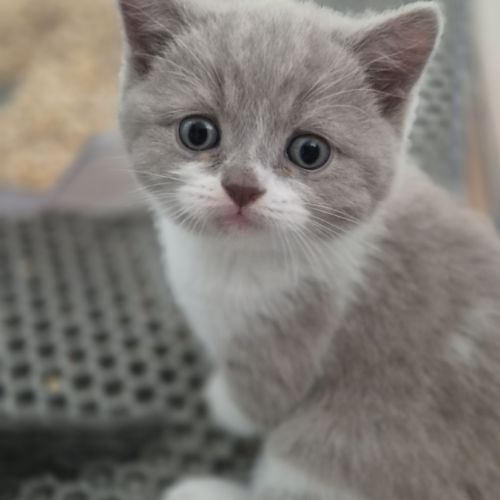 Chatons scottish straight #4