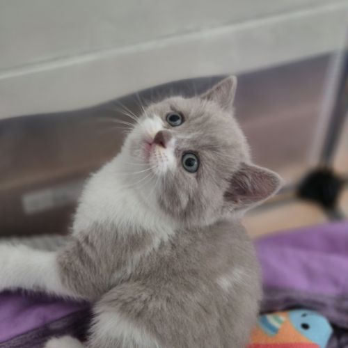 Chatons scottish straight #5