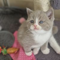 Chatons scottish straight #3