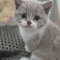 Chatons scottish straight #4