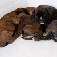 Chiot boxer 2 mois
