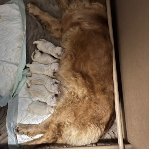 Chiots golden retriever lof à vendre #2