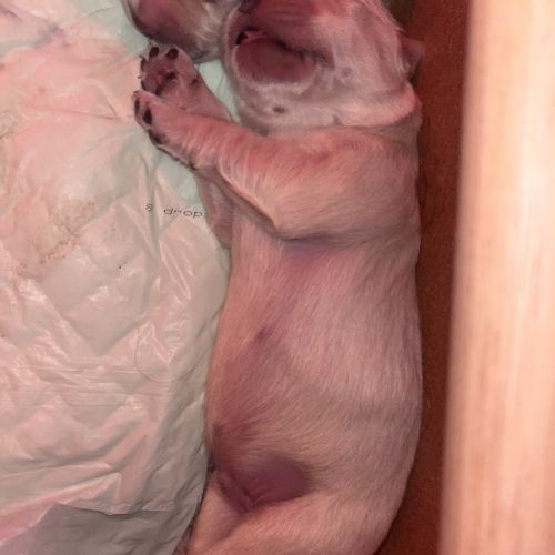 Chiots golden retriever lof à vendre #4