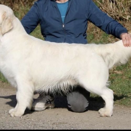 Chiots golden retriever lof à vendre #5