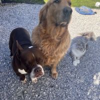 Chiots golden retriever lof à vendre #1