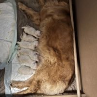 Chiots golden retriever lof à vendre #2