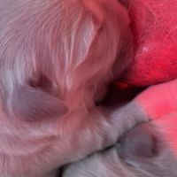 Chiots golden retriever lof à vendre