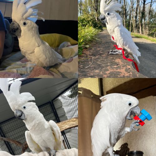 Cacatoès alba e.a.m