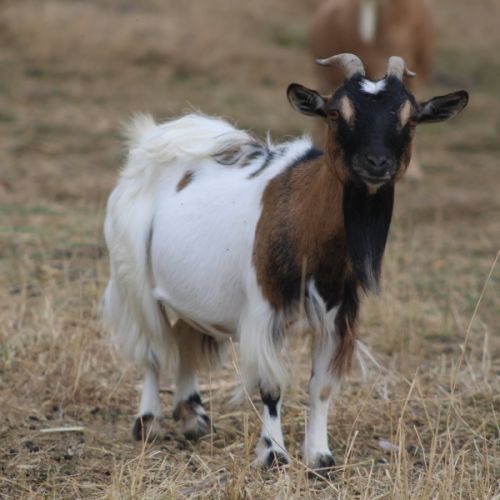 Duo chèvres miniatures