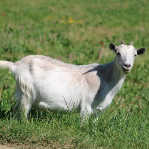 Duo chèvres miniatures #2