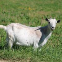 Duo chèvres miniatures #2