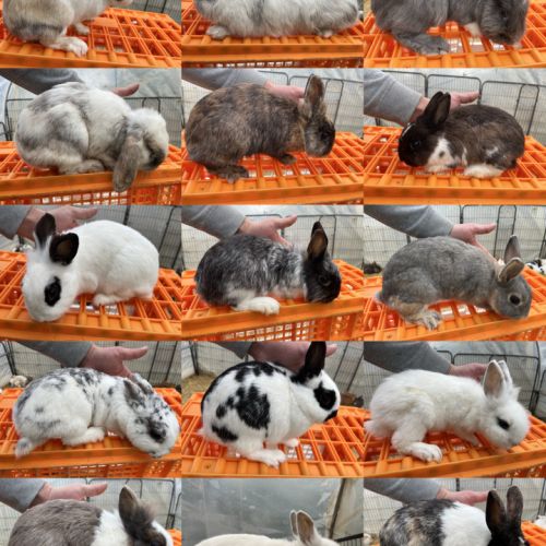 Sauvetage : lapines naines