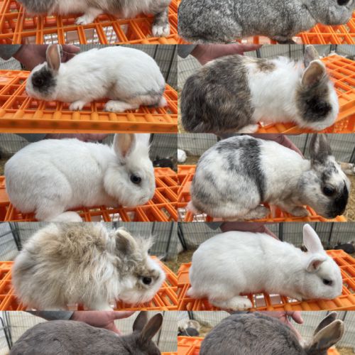 Sauvetage : lapines naines #2