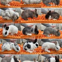 Sauvetage : lapines naines #0