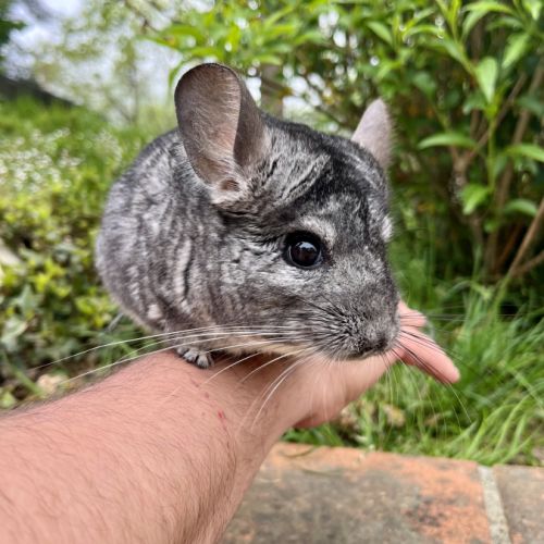 Jeune chinchilla #3