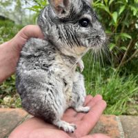 Jeune chinchilla #0