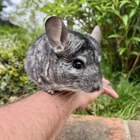 Jeune chinchilla #3